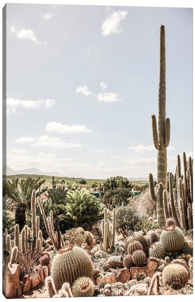 Catus Farm II Canvas Art Print - Desert Landscape Photography