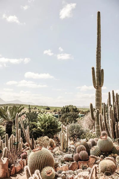 Layered Landscapes: Catus Farm II by Shot by Clint