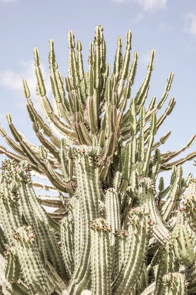 Catus Forest by Shot by Clint canvas print