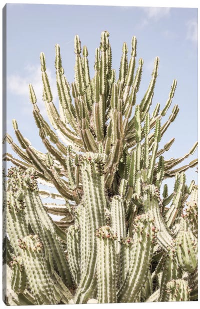 Catus Forest Canvas Art Print - Shot by Clint