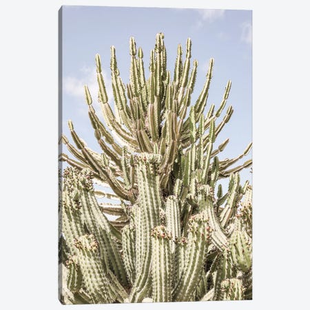 Catus Forest Canvas Print #SBC28} by Shot by Clint Canvas Art Print