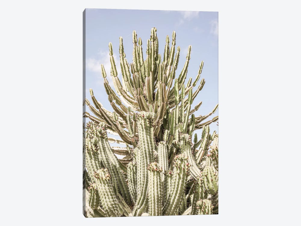 Catus Forest by Shot by Clint 1-piece Canvas Wall Art