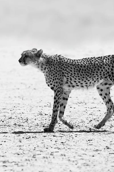 Cheetahs: Cheetha by Shot by Clint