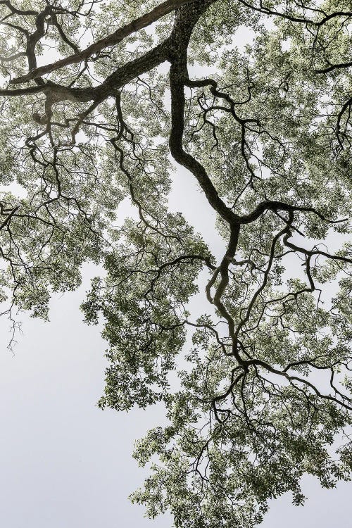 Coastal Forest by Shot by Clint wall art