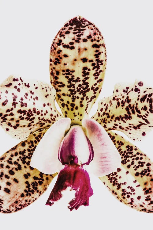 Coral Orchid by Shot by Clint wall art