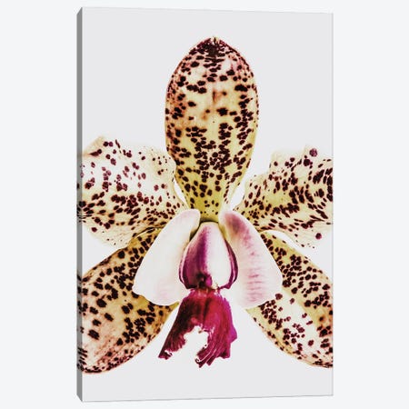 Coral Orchid Canvas Print #SBC39} by Shot by Clint Canvas Artwork