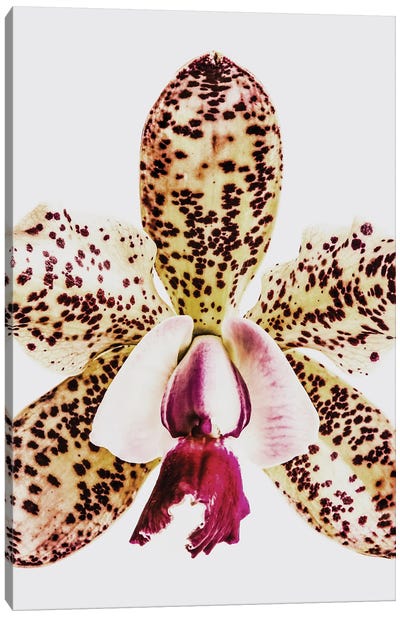 Coral Orchid Canvas Art Print - Orchid Art