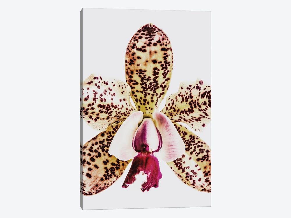 Coral Orchid by Shot by Clint 1-piece Canvas Art