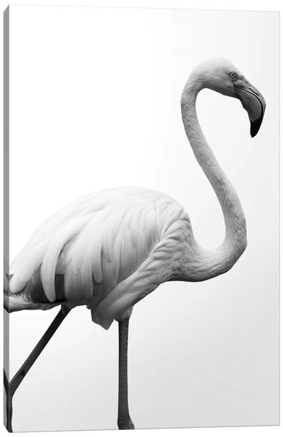 Dancer Canvas Art Print - Flamingo Art