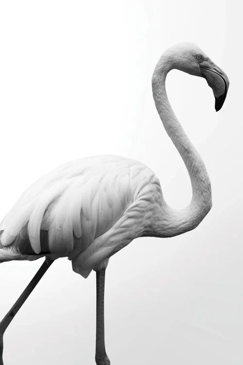 Dancer by Shot by Clint wall art