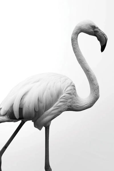 Flamingos: Dancer by Shot by Clint