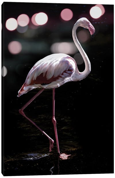 Dancing Flamingo Canvas Art Print - Shot by Clint