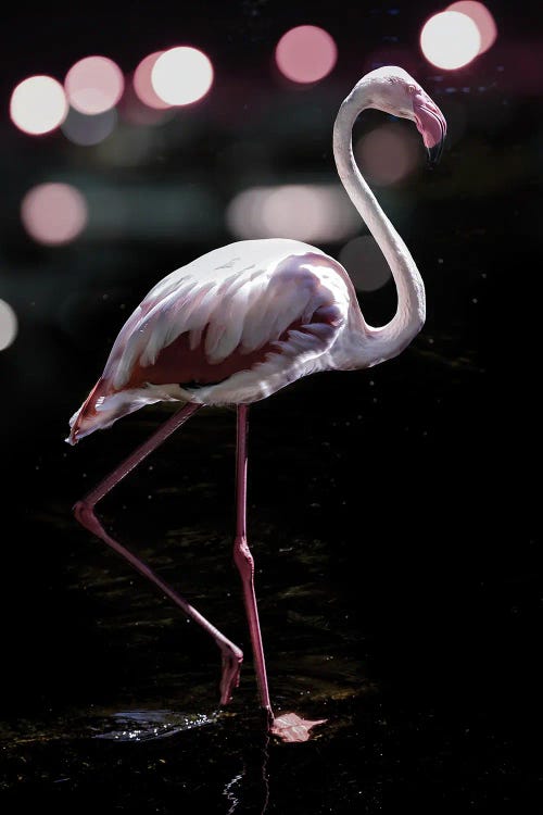 Dancing Flamingo