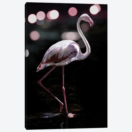 Dancing Flamingo Canvas Print #SBC43} by Shot by Clint Art Print