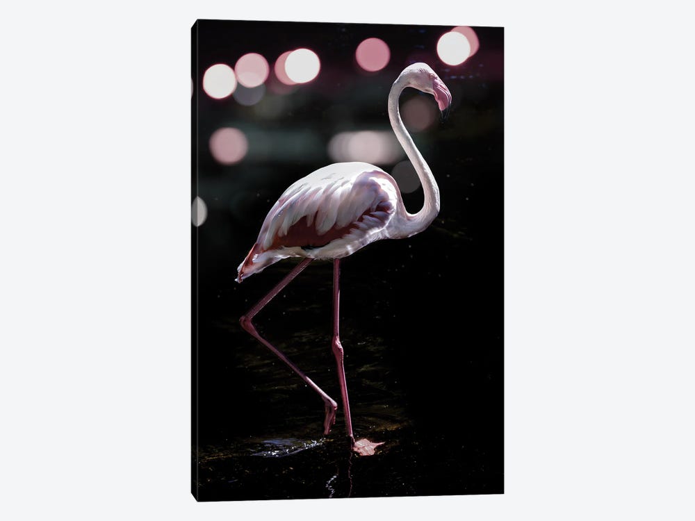 Dancing Flamingo by Shot by Clint 1-piece Canvas Print