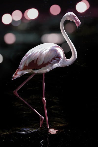 Flamingos: Dancing Flamingo by Shot by Clint