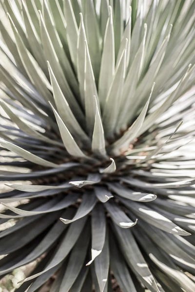 Desert Apple by Shot by Clint canvas print