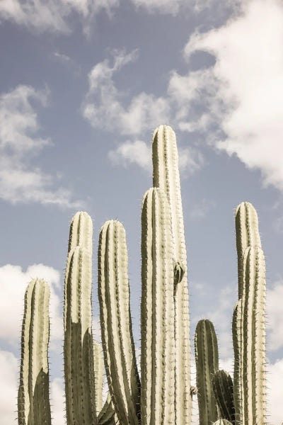 Cacti: Desert Cathedral II by Shot by Clint