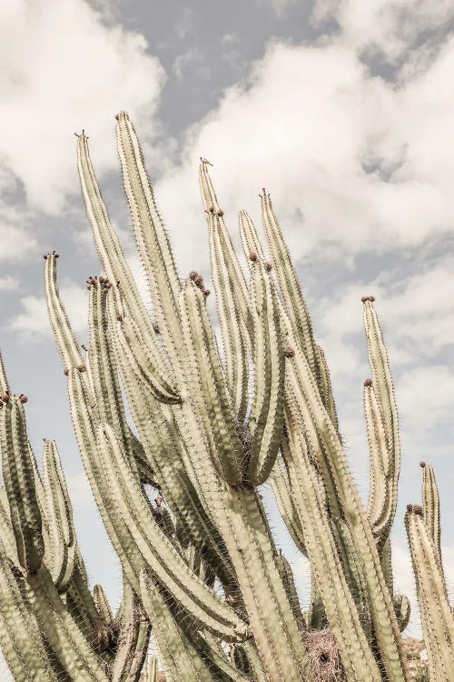Desert Cathedral