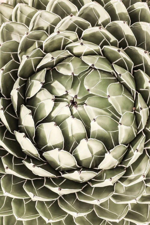 Desert Heart