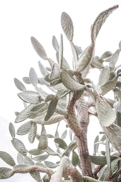 Succulents: Desert Prince I by Shot by Clint