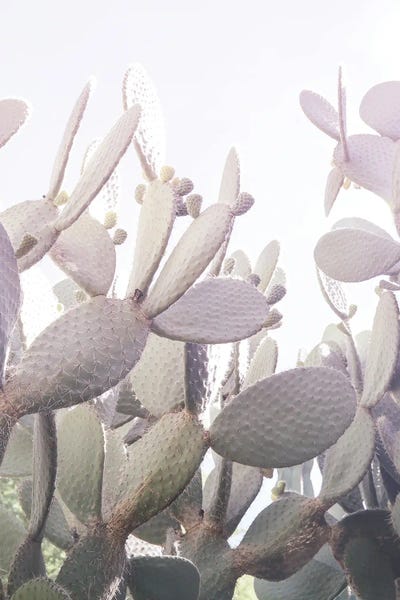 Desert Prince II by Shot by Clint canvas print