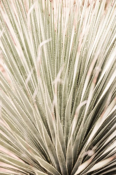 Succulents: Desert Spoon by Shot by Clint