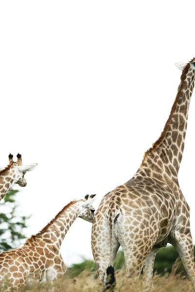 Giraffes: Famdam by Shot by Clint