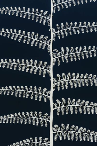 Ferns: Fern by Shot by Clint