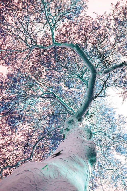 Fever Tree by Shot by Clint wall art