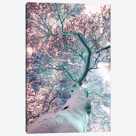 Fever Tree Canvas Print #SBC59} by Shot by Clint Canvas Wall Art
