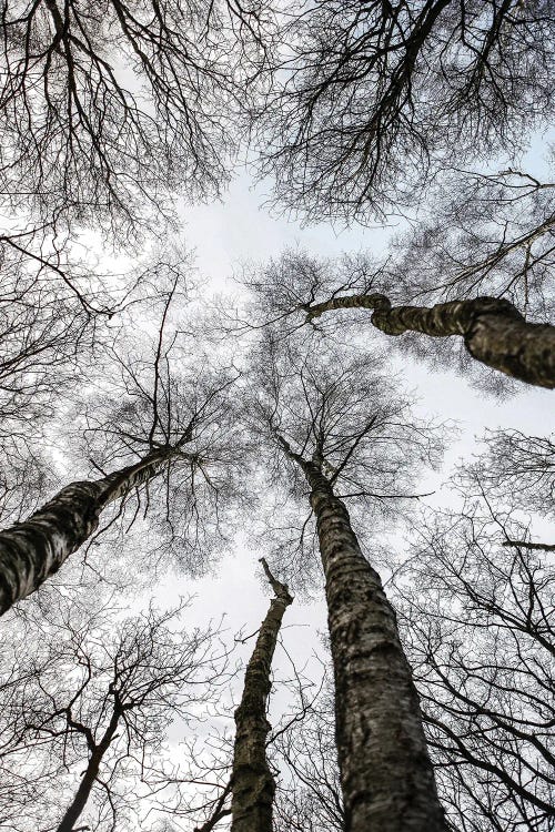 Forest I