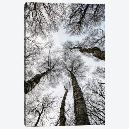 Forest I Canvas Print #SBC62} by Shot by Clint Art Print