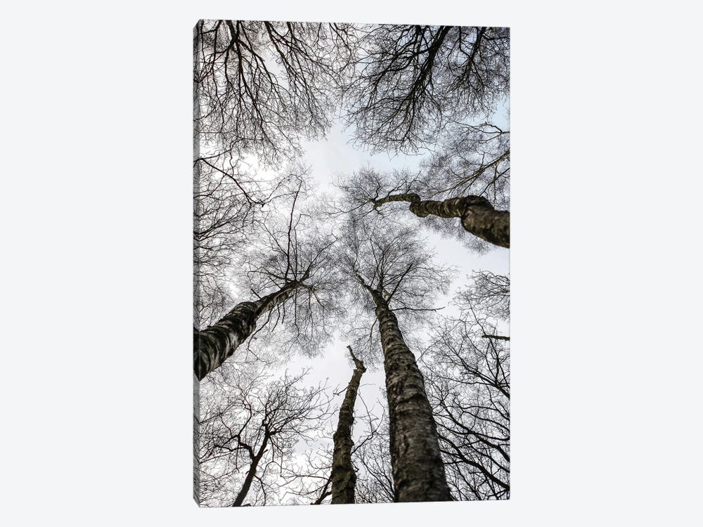 Forest I by Shot by Clint 1-piece Canvas Art