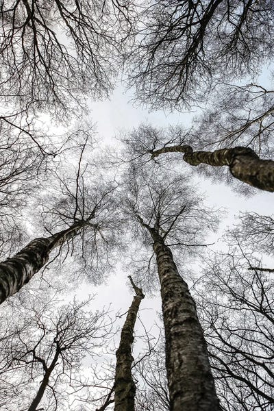 Forest I