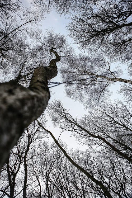 Forest II