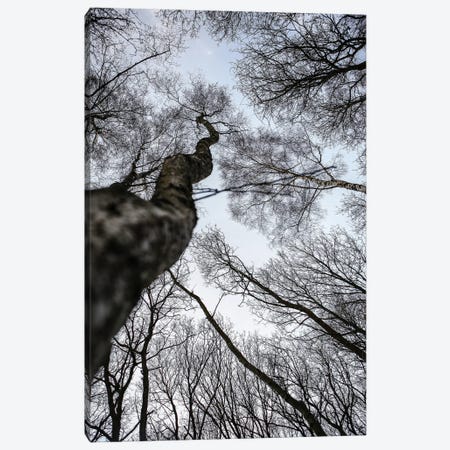Forest II Canvas Print #SBC63} by Shot by Clint Art Print