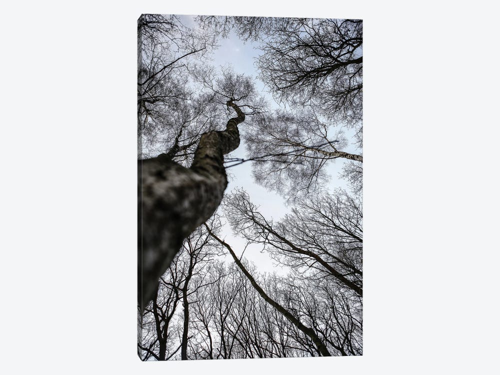 Forest II by Shot by Clint 1-piece Canvas Art Print