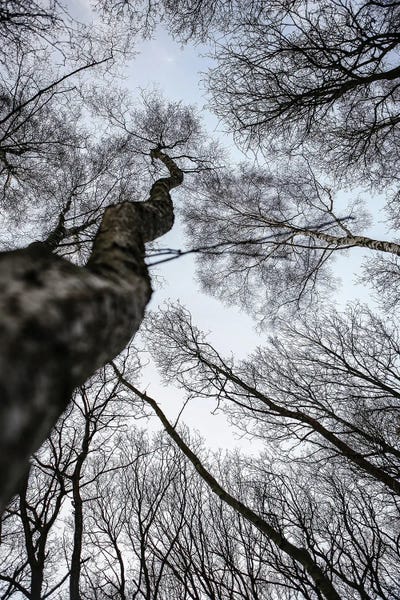 Forest II