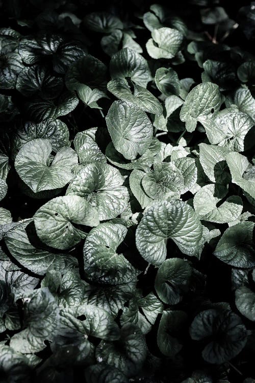 Forest Floor