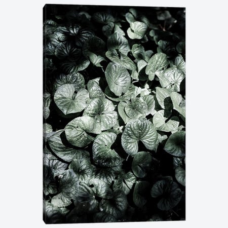 Forest Floor Canvas Print #SBC64} by Shot by Clint Canvas Art