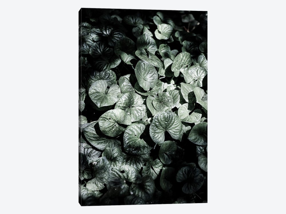 Forest Floor by Shot by Clint 1-piece Canvas Art