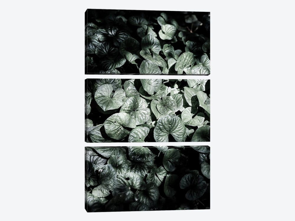 Forest Floor by Shot by Clint 3-piece Canvas Artwork