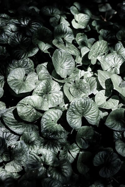 Forest Floor