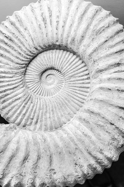 Natural Elements: Formula by Shot by Clint