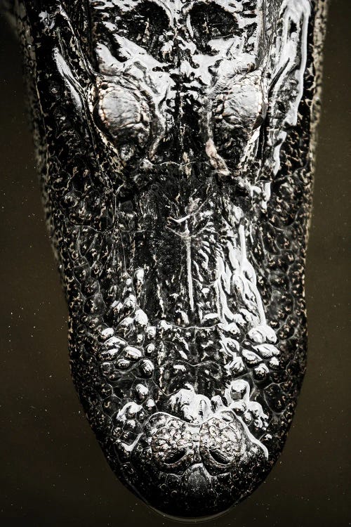 Gator by Shot by Clint wall art