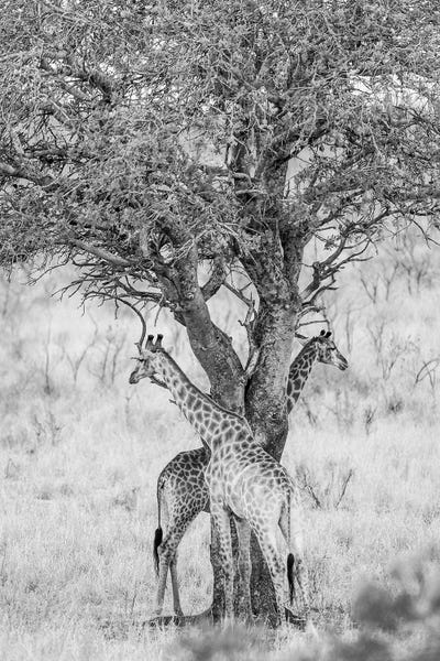 Got Your Back by Shot by Clint canvas print