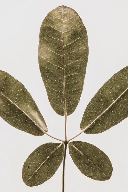Autum Leaf