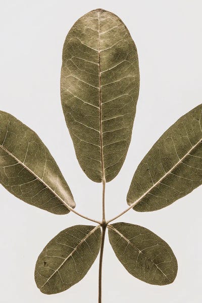 Autum Leaf