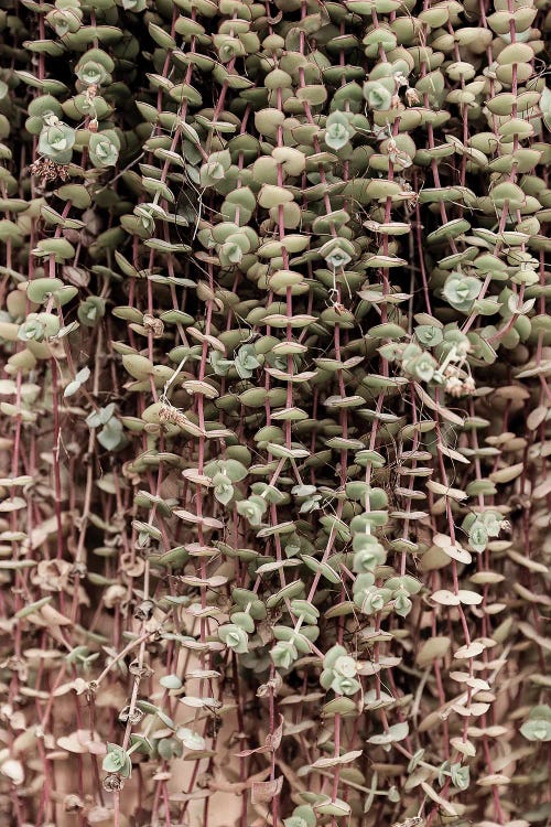 Hanging Garden